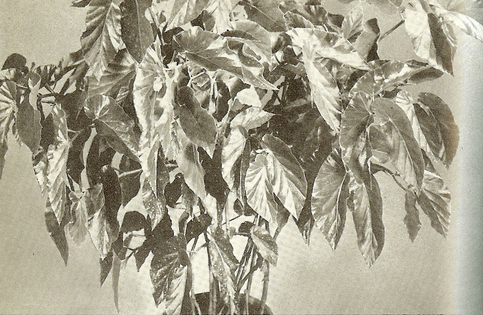 B. ‘Rubaiyat’